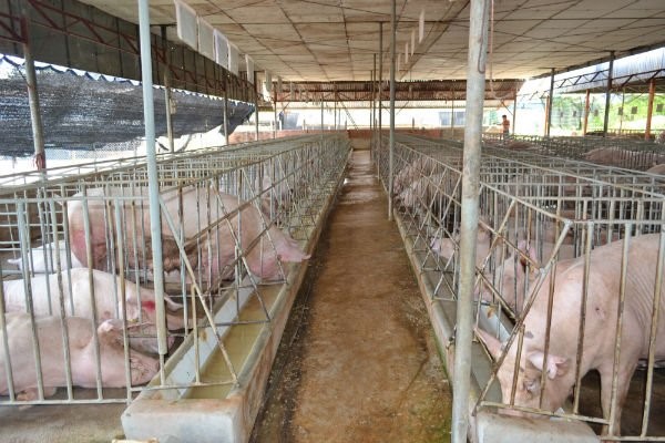 Kết quả hình ảnh cho hình ành hồ sơ trại heo